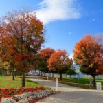 A scenic park with colorful autumn trees lining a pathway under a clear blue sky.