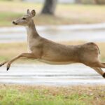 Free stock photo of deer