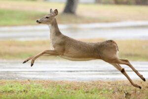 Free stock photo of deer