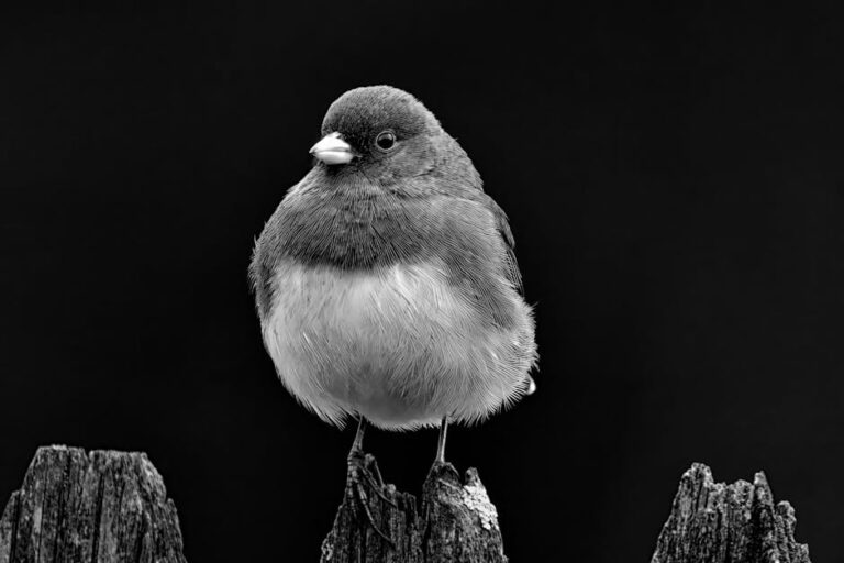 Free stock photo of autumn, autumn colors, black and white