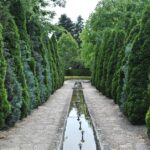 Serene garden pathway lined with tall evergreens and a reflecting pool, perfect for a tranquil walk.