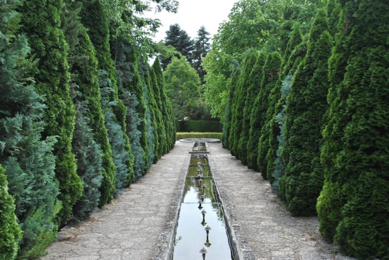 Serene garden pathway lined with tall evergreens and a reflecting pool, perfect for a tranquil walk.