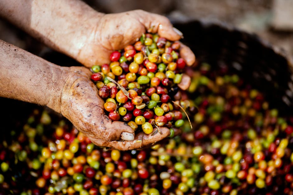 Close-up of hands holding freshly harvested coffee cherries in Mexico. Vibrant colors symbolize a fruitful harvest.