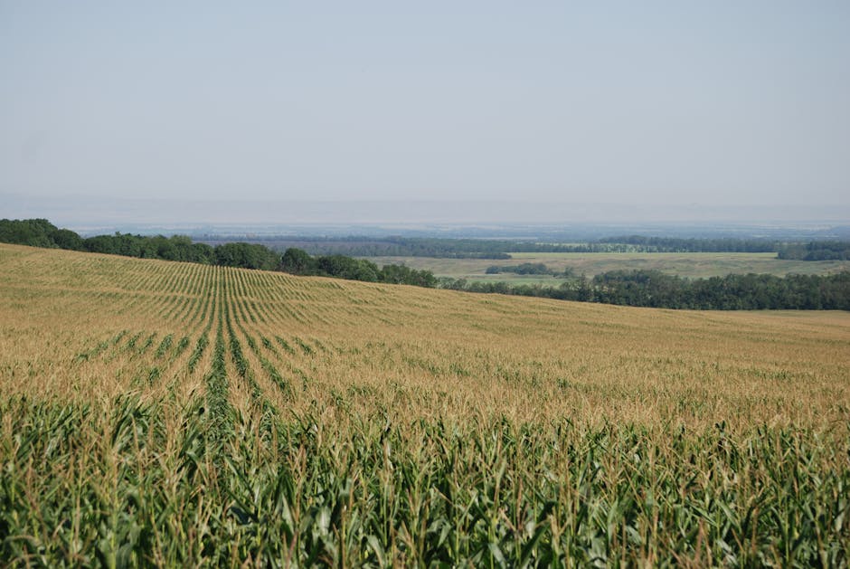 Expansive cornfield under clear skies showcasing agriculture's vast landscapes.