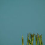 Top view of raw asparagus stalks with ribbed surface in row on green background