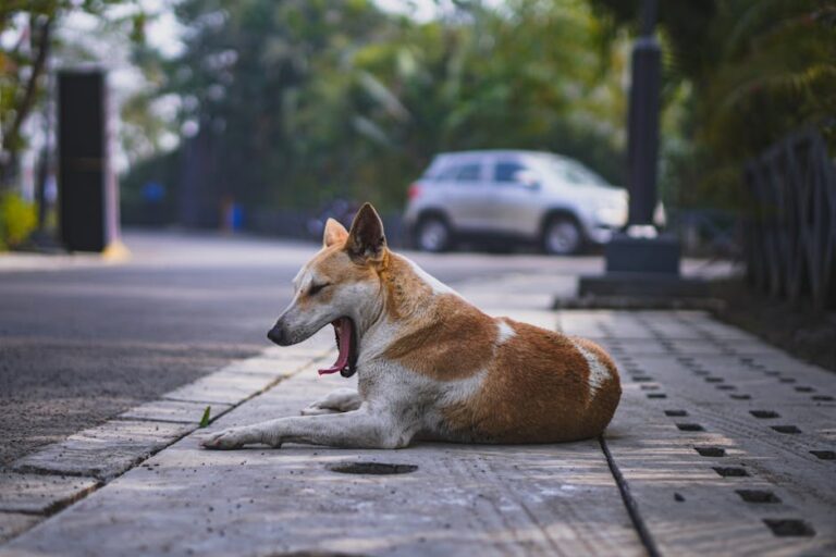 A street dog yawning while lying down on an urban sidewalk, with a car blurred in the background.
