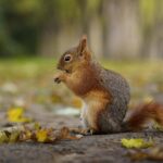 A red squirrel foraging on an autumn day in a scenic Bursa forest.