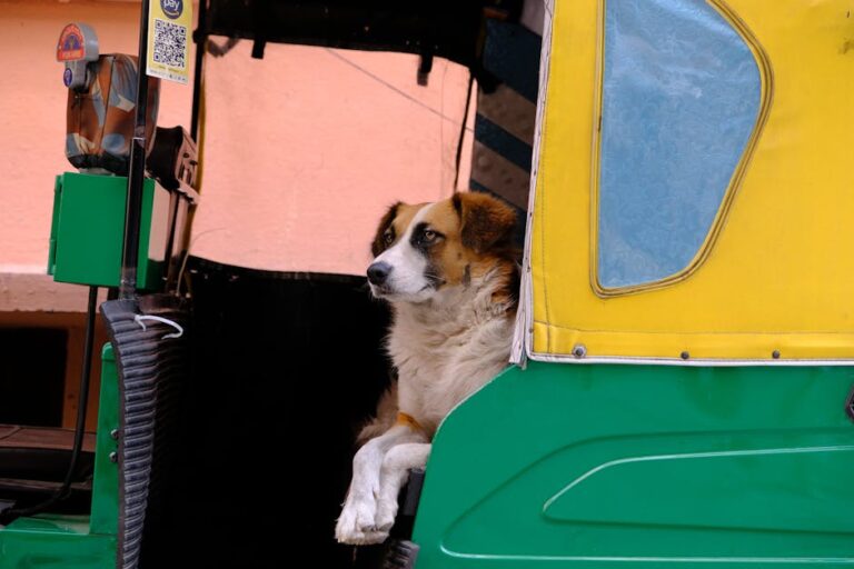 Free stock photo of auto, dog, tuk tuk