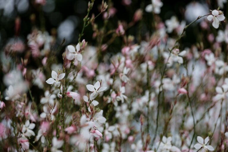 A serene display of pink and white flowers creating a peaceful garden scene.