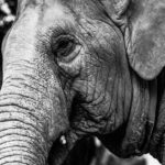 Dramatic black and white close-up of an elephant showcasing its textures and details.