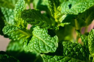Vibrant close-up of fresh mint leaves, showcasing lush greenery and natural texture.