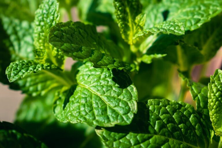 Vibrant close-up of fresh mint leaves, showcasing lush greenery and natural texture.